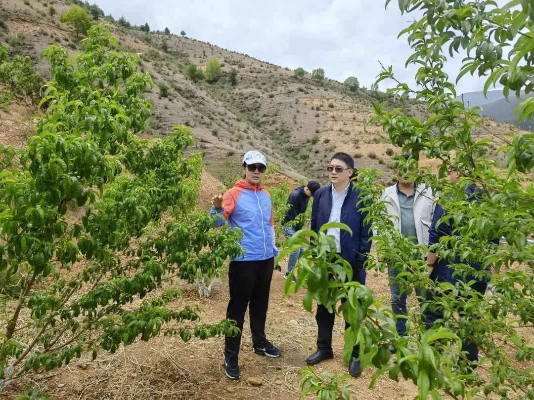 现代农业蔬菜种植新篇章，开启丰收喜悦之旅